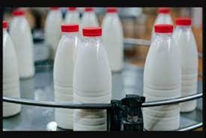 تولید سالانه بیش از 12 میلیون تن شیر در رتبه 15 جهان