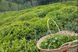 احیای 1700 هکتار از باغات چای/ پرداخت 703 میلیارد تومان از پول چایکاران تاکنون