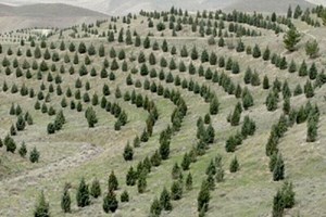 کاشت ۱۶۵ میلیون اصله نهال در سال جاری
