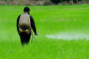مبارزه در سطح ۸۰۶ هزار هکتار با بیماری های گندم تاکنون