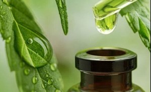 فعالیت سه پالایشگاه و بیش از ۶۰۰ واحد فرآوری و بستهبندی گیاهان دارویی در کشور