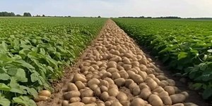 تولید بیش از 99 درصد بذر سیبزمینی در کشور