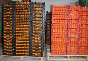 ۲۰ هزار تن میوه شب عید ذخیره‌سازی شد