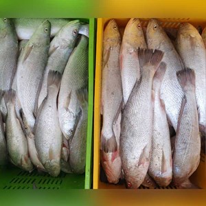 بیش از 121 میلیون دلار صادرات انواع محصولات شیلاتی