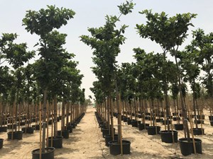 طرح مردمی کاشت یک میلیارد درخت
