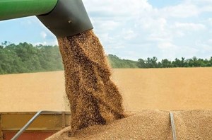 خرید تضمینی بیش از 11.9 میلیون تن گندم