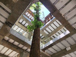 قلب ساختمانی که به نبض سبز درخت می تپد
