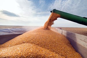 خرید 3 میلیون و ۵۵۰ هزار تن گندم مازاد بر مصرف کشاورزان تاکنون