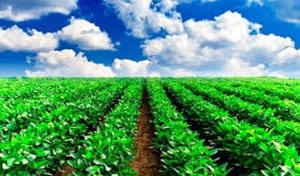تولید ۹۵درصد محصولات کشاورزی توسط بخش خصوصی