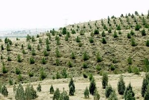 طرح مردمی کاشت یک میلیارد درخت با تامین اعتبار و حمایت دولت محقق میشود