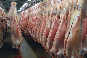 اجرای طرح تحقیقاتی برای بی‌نیازی از واردات 150 هزار تن گوشت قرمز