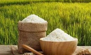 خودکفایی برنج با توسعه کشت ارقام پرمحصول دستیافتنی است