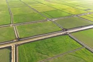 یکپارچه‌سازی ۶۵ هزار هکتار زمین کشاورزی شمال کشور با سرمایه‌گذاری چینی‌ها