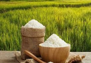 برای تولید هر دانه برنج در کشور یک لیوان آب مصرف می‌شود