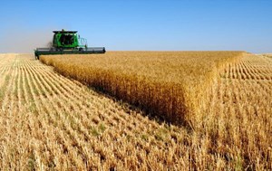 خرید تضمینی گندم از مرز ۴.۴ میلیون تن عبور کرد/خودکفایی در گندم طی سال جاری
