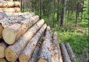 تنها یک چهارم نیاز چوبی کشور در داخل تامین میشود