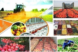 بهرهبرداری از 205 طرح صنایع تبدیلی و تکمیلی در هفته دولت