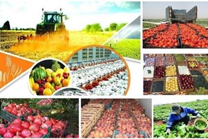 آمادگی اتحادیه های تولیدی برای عرضه مستقیم محصولات کشاورزی
