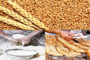 کیفیت گندم، آرد و نان کشور به طور دائم کنترل و رصد میشود
