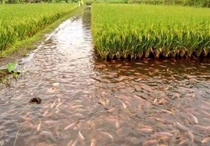 اختصاص ۱۱هزار استخر ذخیره آب کشاورزی به پرورش ماهی