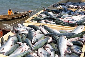 صید ۲۰۰ هزار تن ماهیان تون در سال گذشته