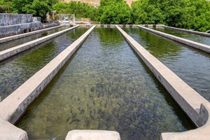 رهاسازی 61 میلیون قطعه بچه ماهی در منابع آبی کشور
