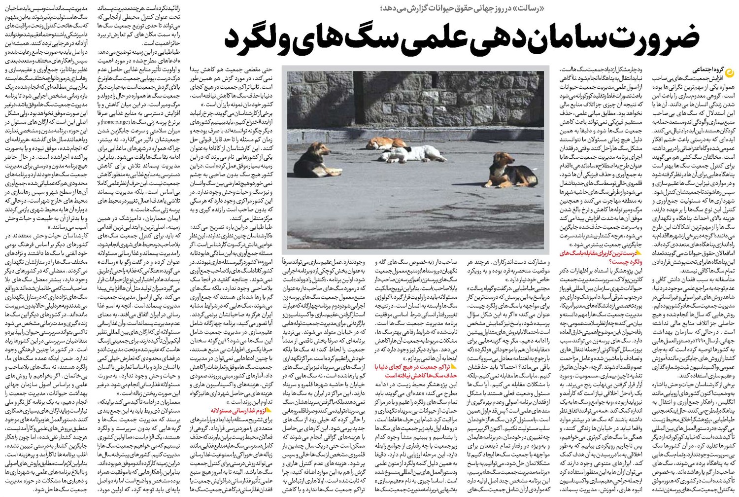 ضرورت ساماندهی علمی سگهای ولگرد