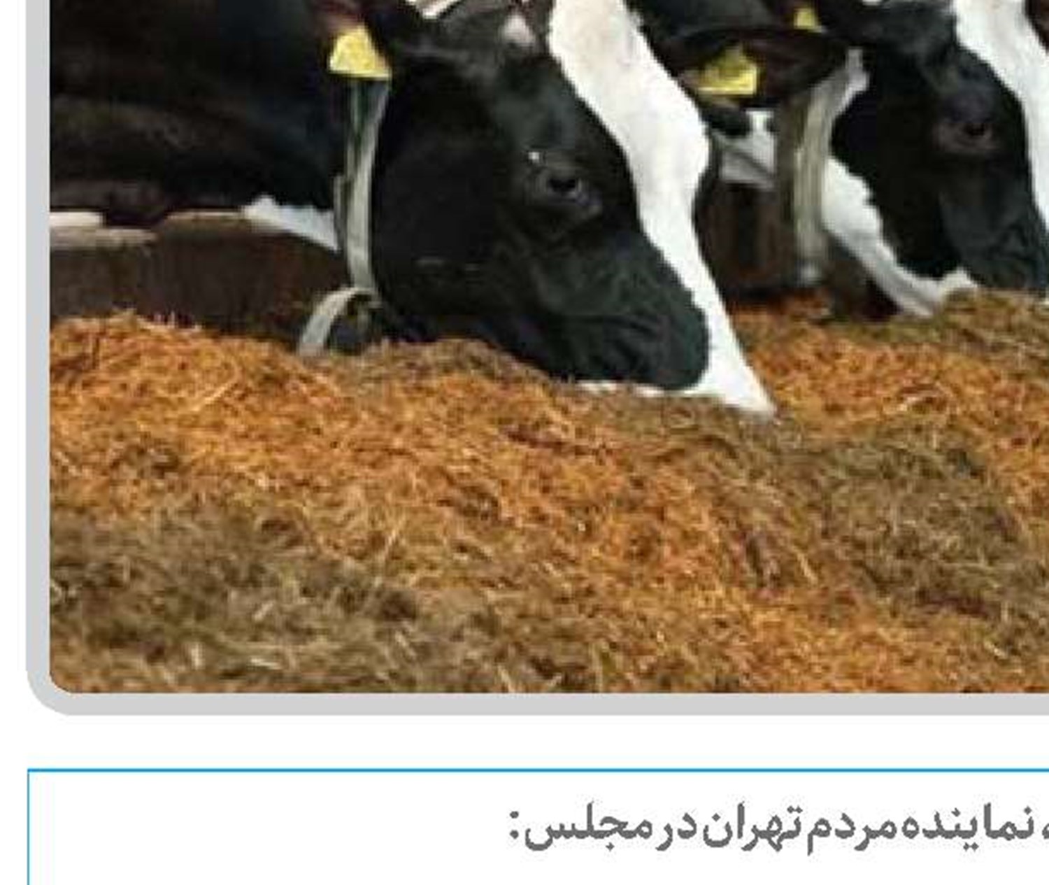  به صفررسیدن سودبازرگانی واردات دام اثرات قیمتی مثبت در بازار خواهد داشت