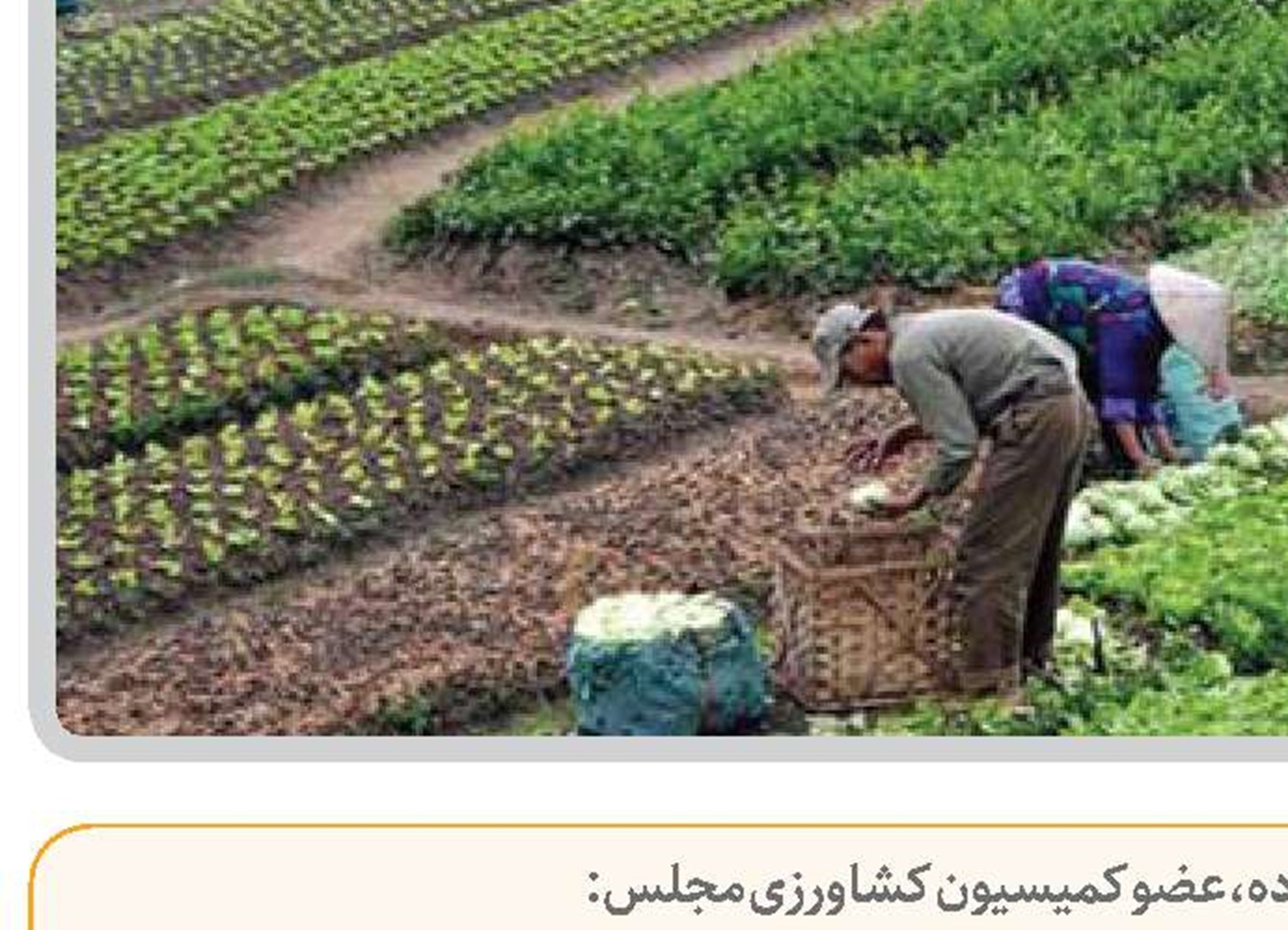  پرداخت مطالبات کشاورزان انگیزه تولید را  افزایش خواهد داد