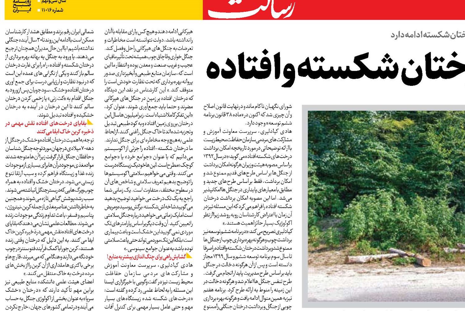  حیات جنگل‌ها  در گروی درختان شکسته وافتاده