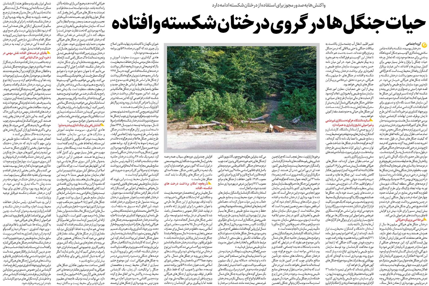 حیات جنگلها در گروی درختان شکسته وافتاده
