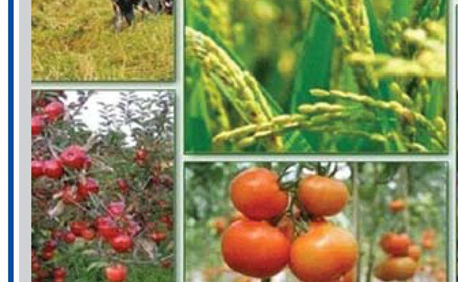 تعلل در تعیین نرخ تضمینی، کشت را به خطر می‌انداز‌د